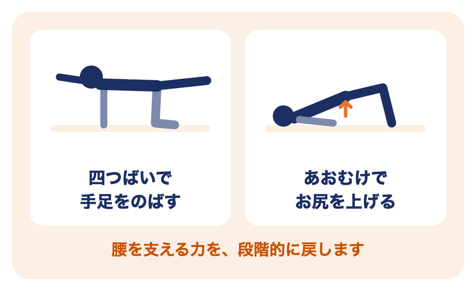 腰を支える運動の例：四つばいで手足をのばす、あおむけでお尻を上げる