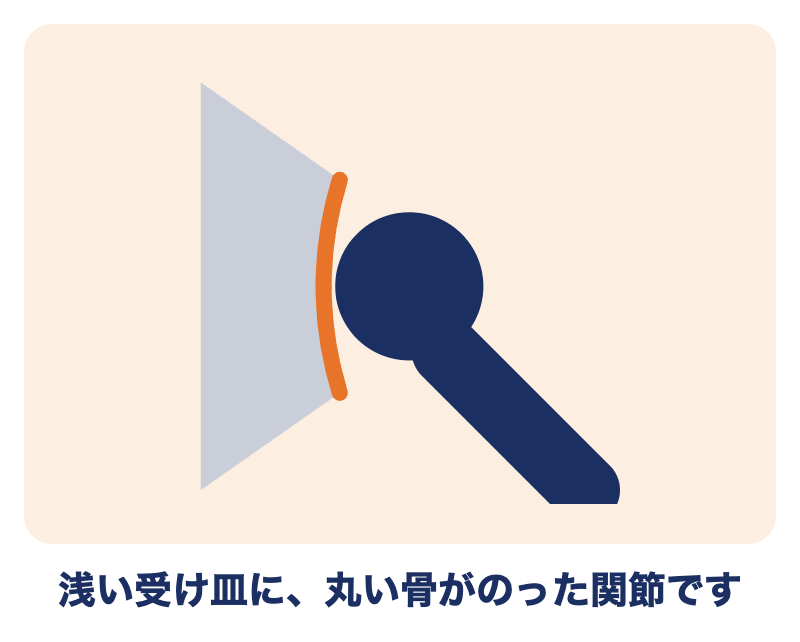 肩関節のしくみ：浅い受け皿に丸い骨がのった関節