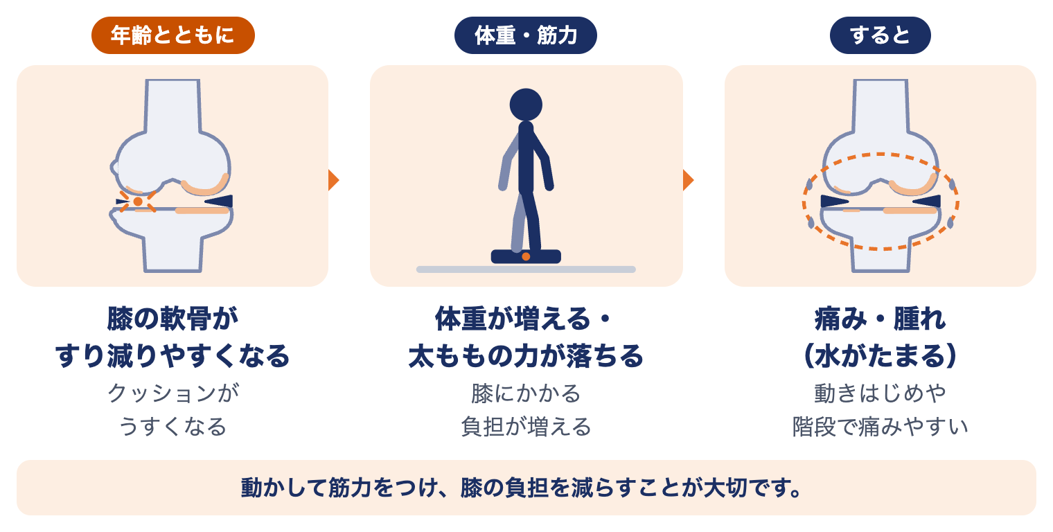 変形性膝関節症が起こるしくみ：年齢とともに軟骨がすり減りやすくなる、体重が増える・太ももの力が落ちると膝の負担が増える、すると痛みや腫れ（水がたまる）が出る